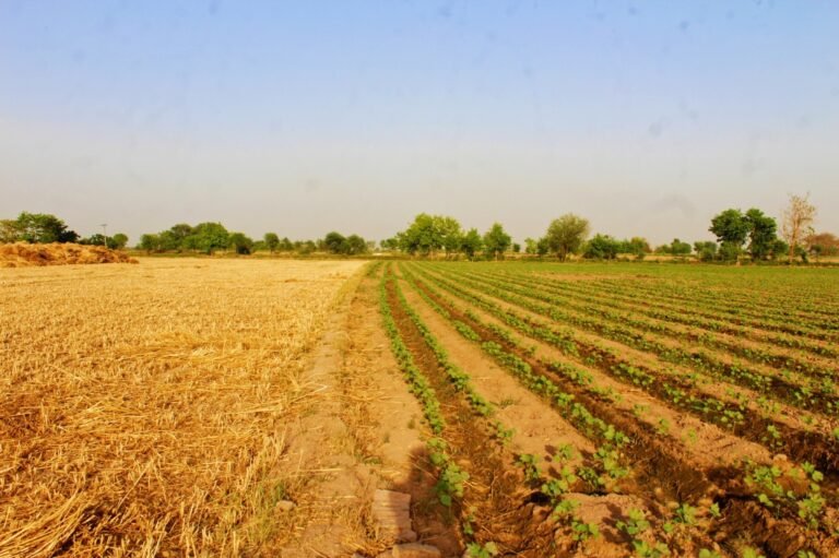 How climate resilient nutrition crops boost health