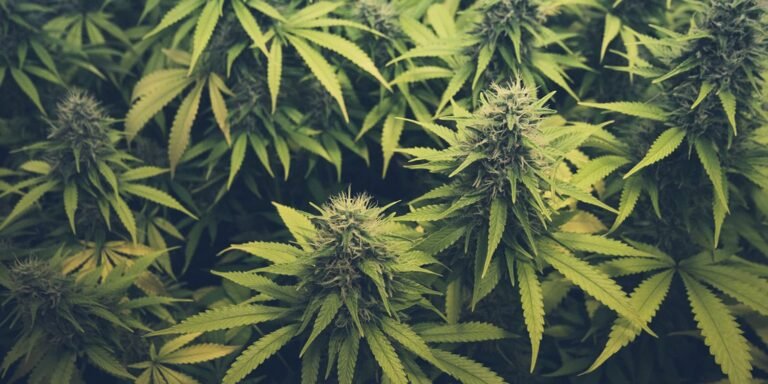 Understanding cannabis hunger brain mechanisms revealed