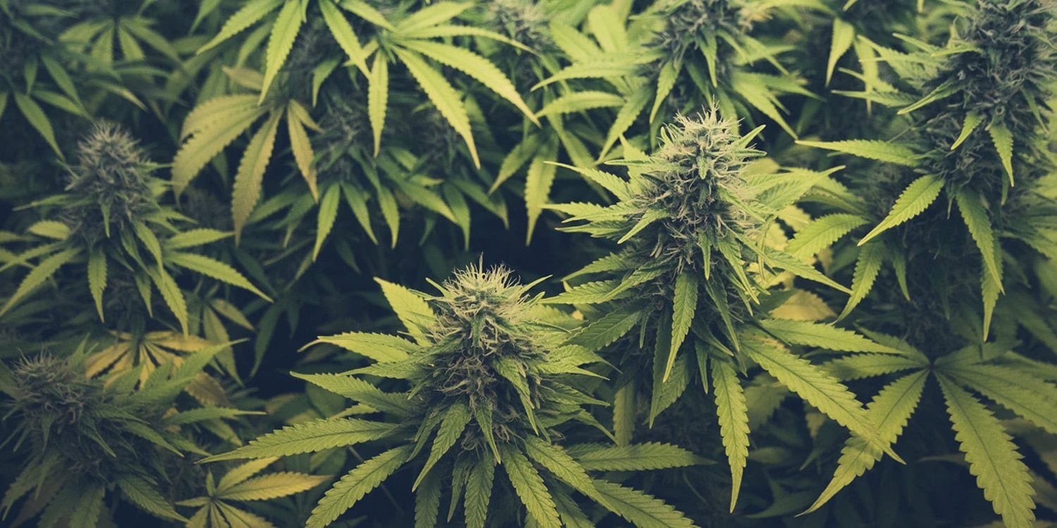 Understanding cannabis hunger brain mechanisms revealed