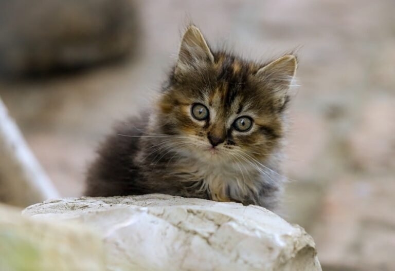 Hill’s kitten nutrition guidelines revealed