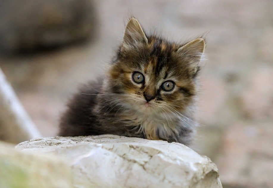 Hill's kitten nutrition guidelines revealed