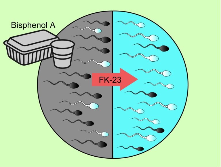 BPA fertility restoration paraprobiotic: a breakthrough