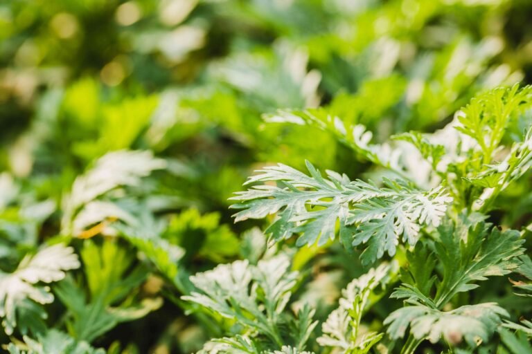 Mugwort itch relief benefits revealed