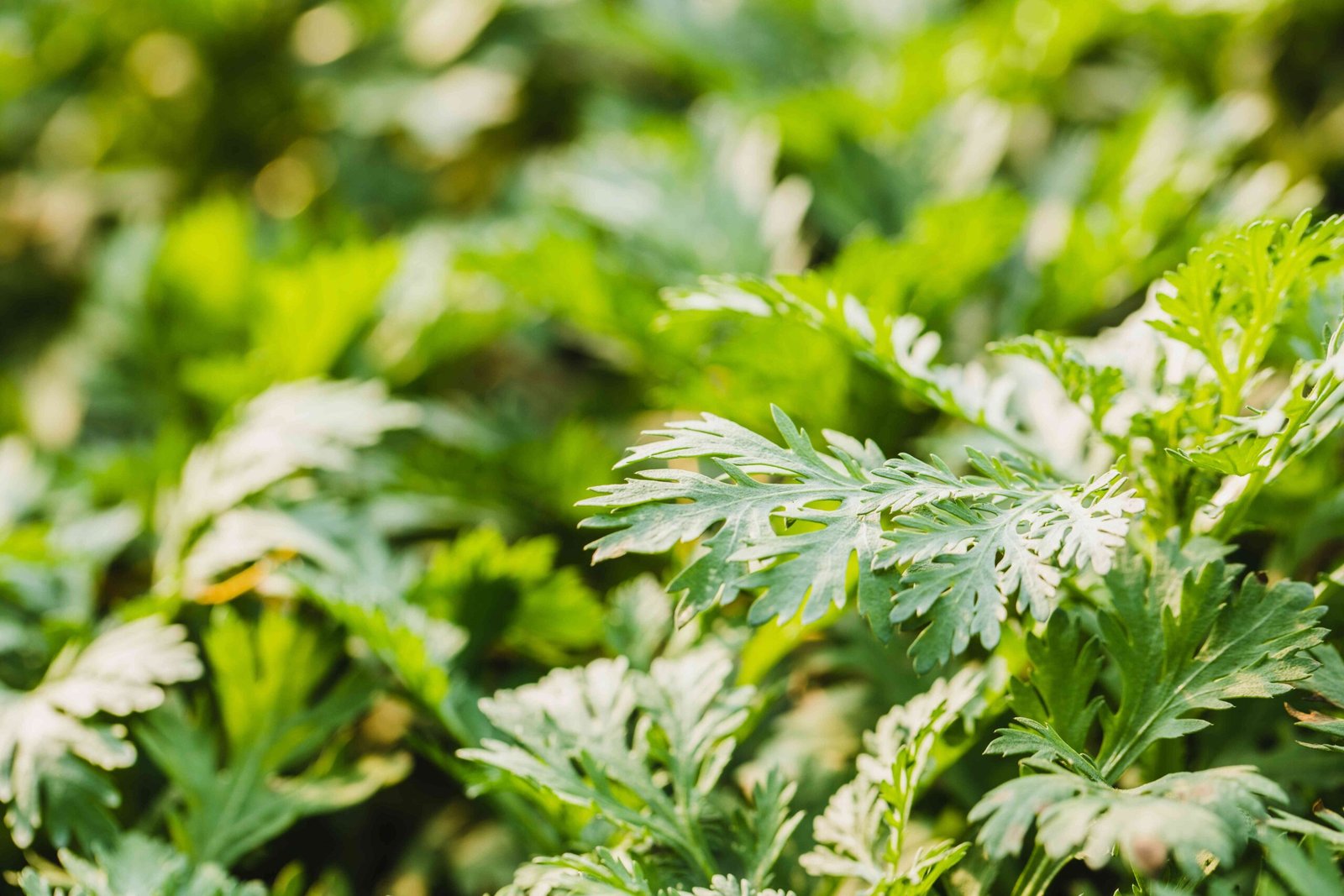 Mugwort itch relief benefits revealed